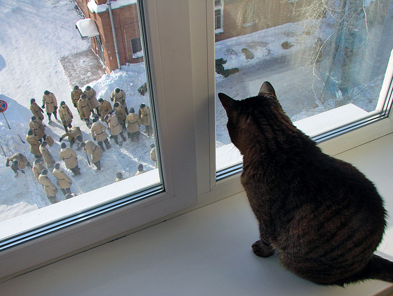 Жалкое место. Жалкие людишки кот. Мелкие людишки. Коты демотиваторы. Окно прикол.